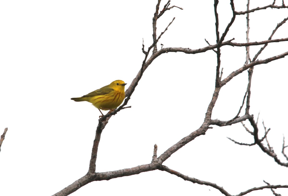 Yellow Warbler - ML466828861