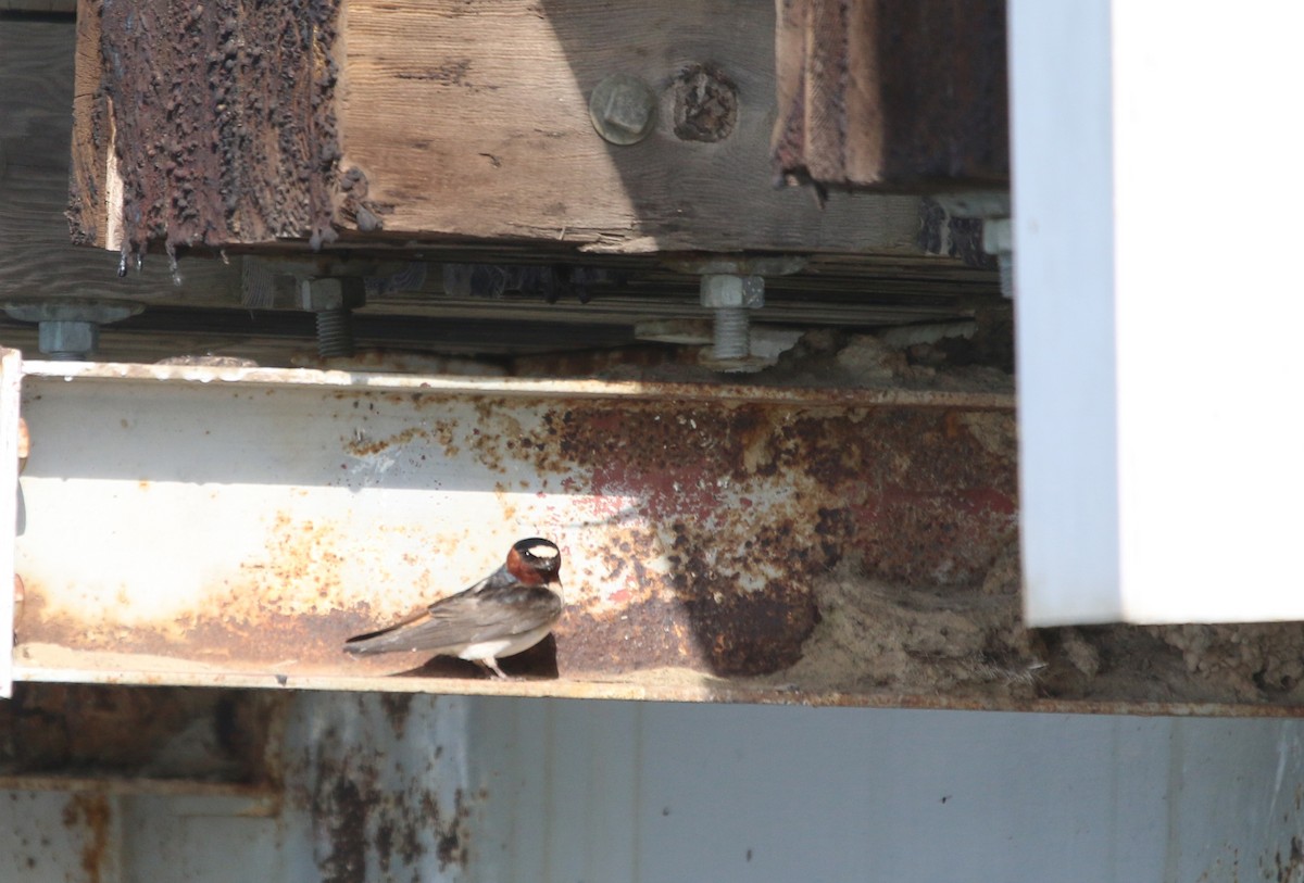 Cliff Swallow - ML466828921