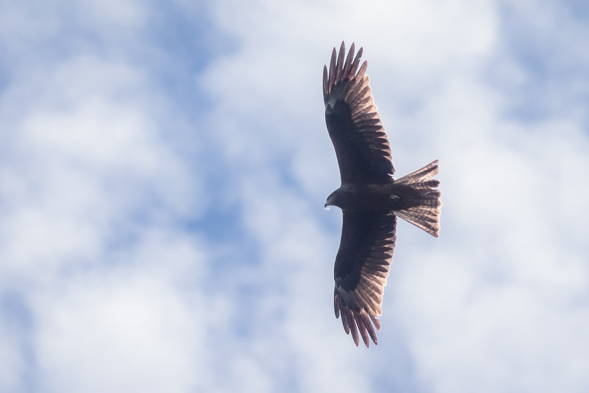 Black Kite - Vladimir Belinskiy