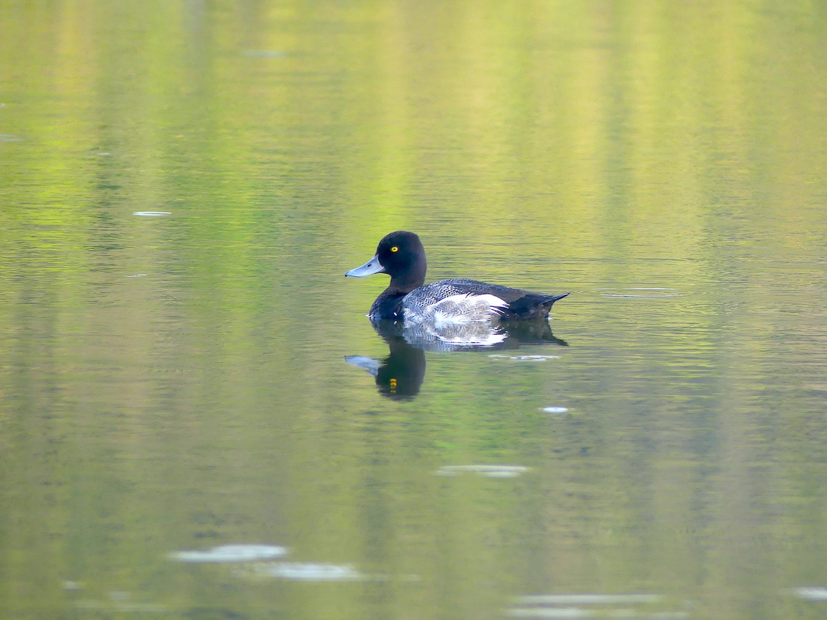 Lesser Scaup - ML466829541