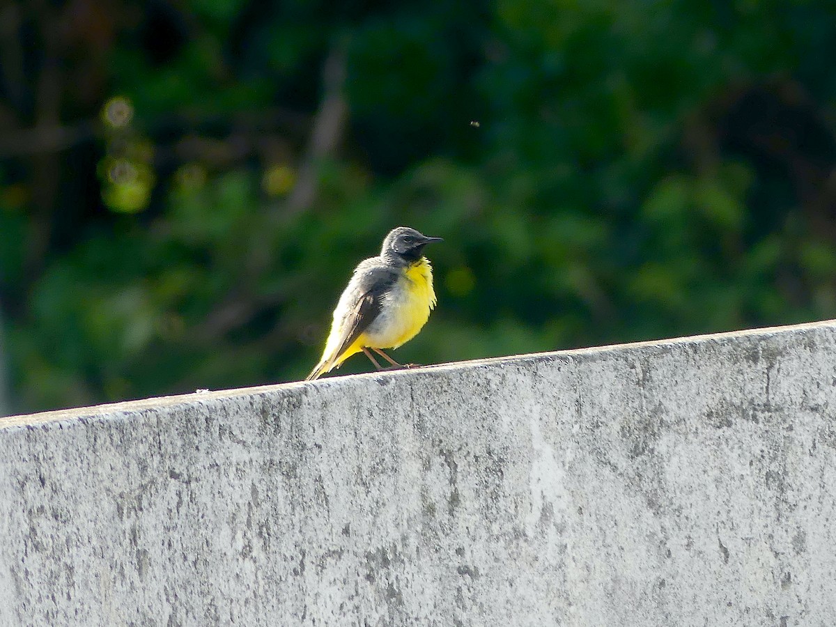 Gray Wagtail - ML466829591