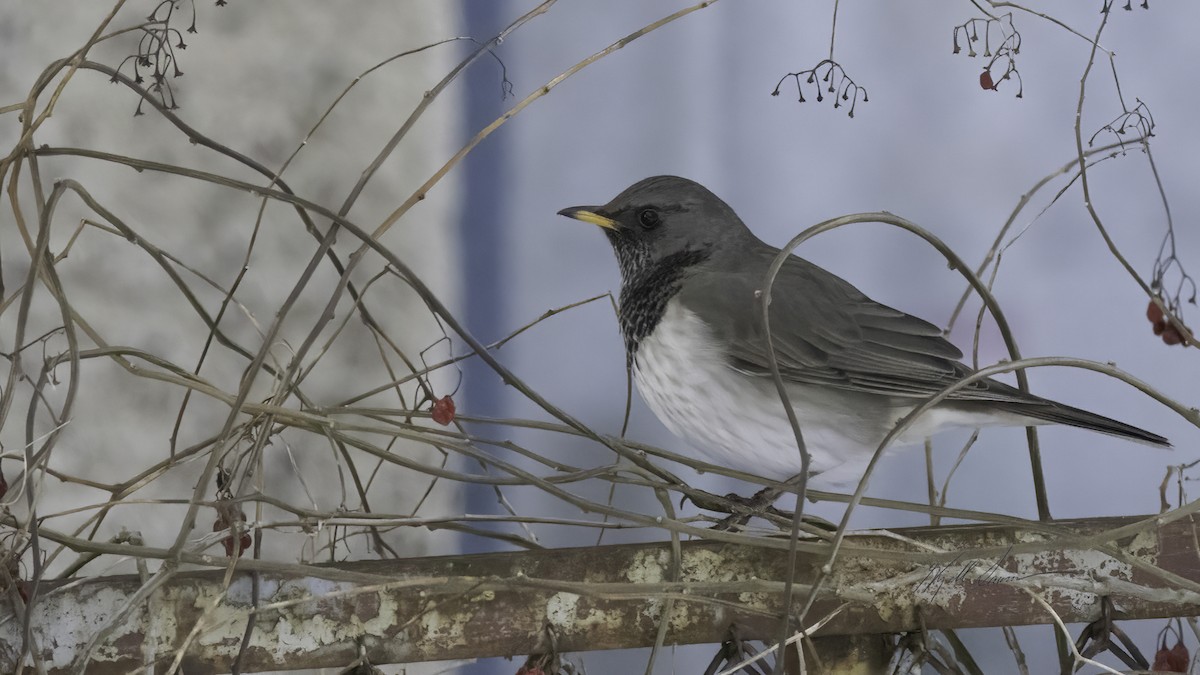 Black-throated Thrush - Kjell Larsen