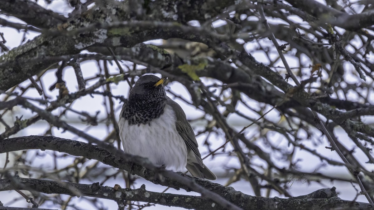 Black-throated Thrush - Kjell Larsen