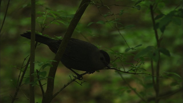 Кошачий пересмешник - ML466830