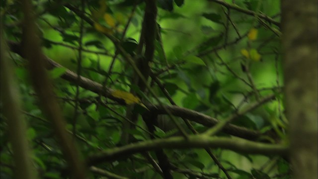 Ruby-crowned Kinglet - ML466831