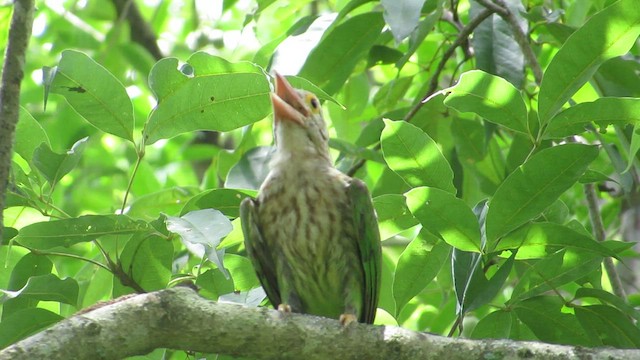 barbet čárkovaný - ML466831701