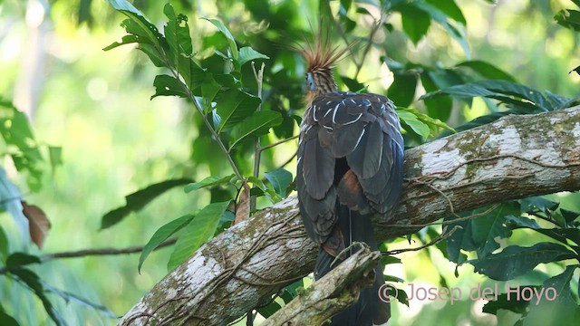 Hoatzin - ML466832581