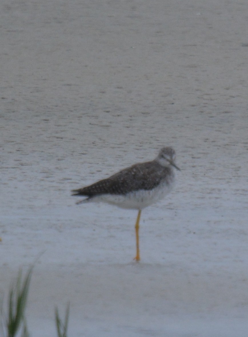 Greater Yellowlegs - ML466833431