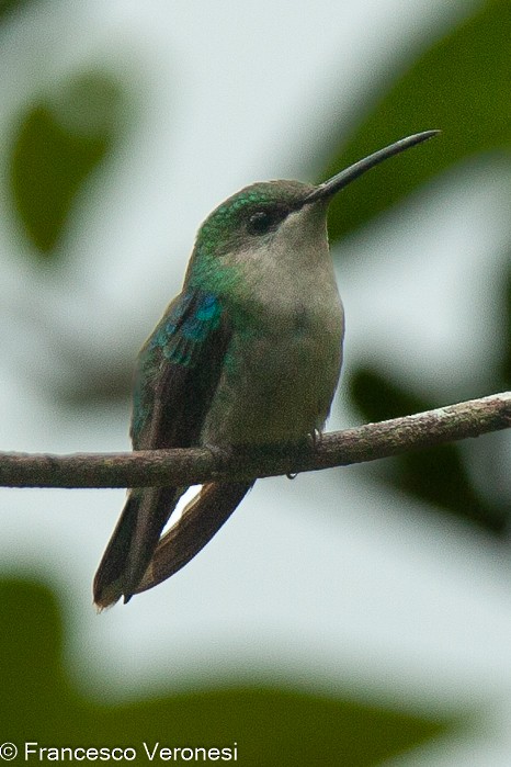 Crowned Woodnymph (Northern/Colombian Violet-crowned) - ML466833551