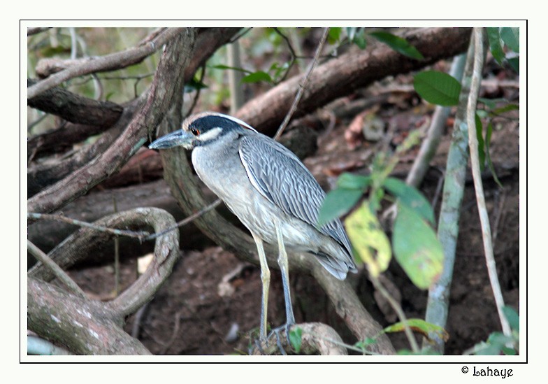 Yellow-crowned Night Heron - ML46683381