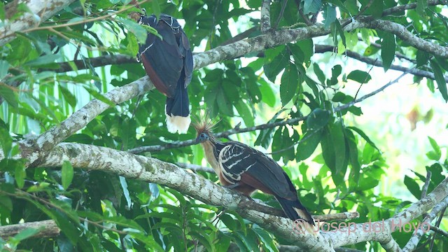 Hoatzin - ML466835091