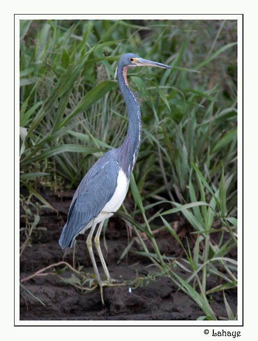 Tricolored Heron - CELINE LAHAYE