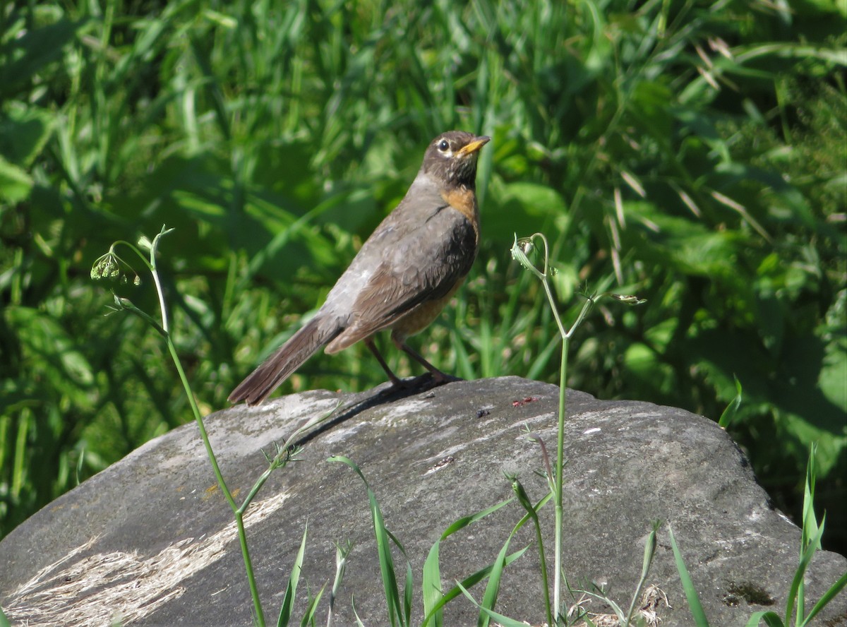 American Robin - Kevin Topping