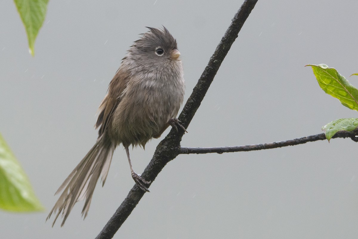 Gray-hooded Parrotbill - ML466836521