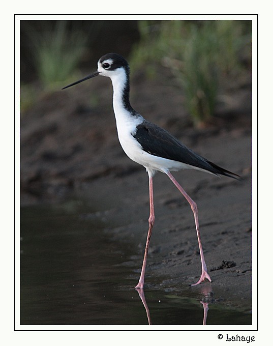 Black-necked Stilt - CELINE LAHAYE