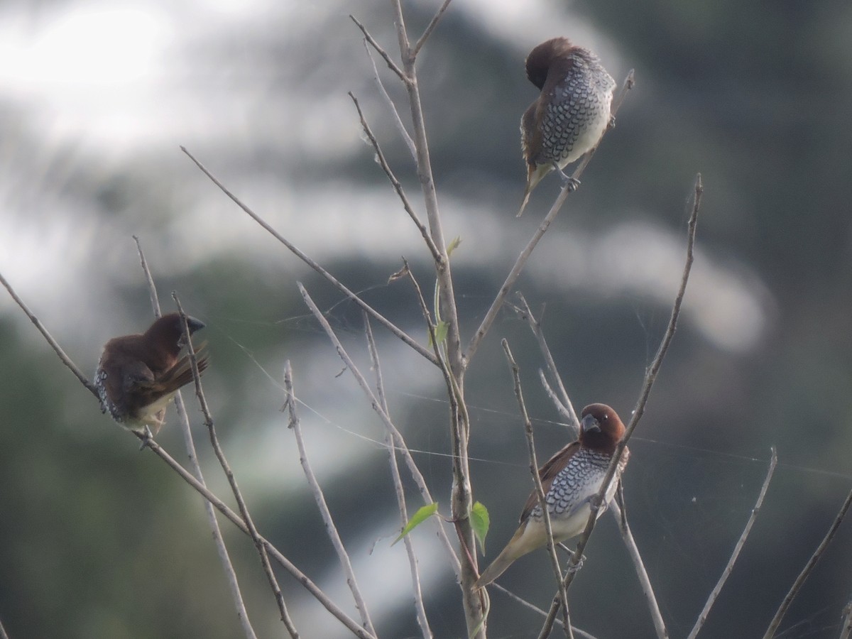 Scaly-breasted Munia - ML466837561