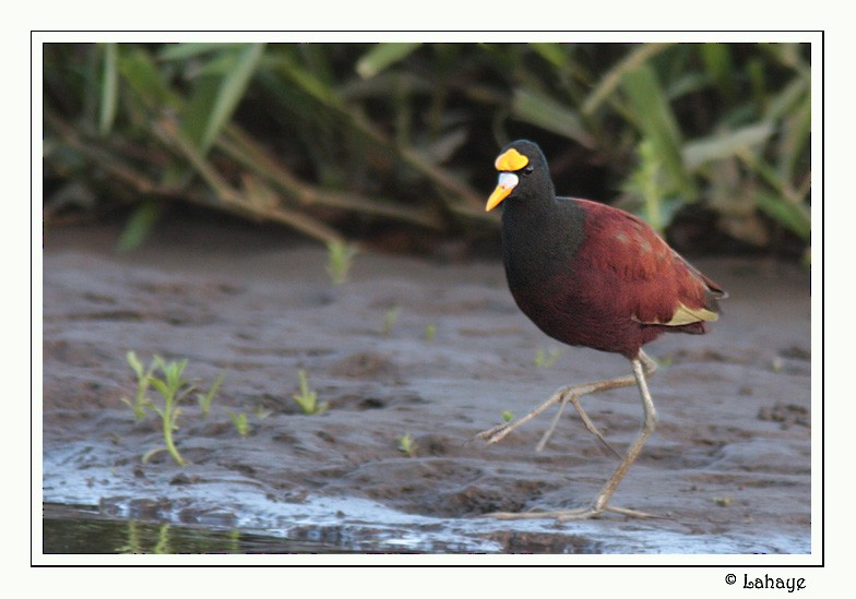 Jacana du Mexique - ML46683771