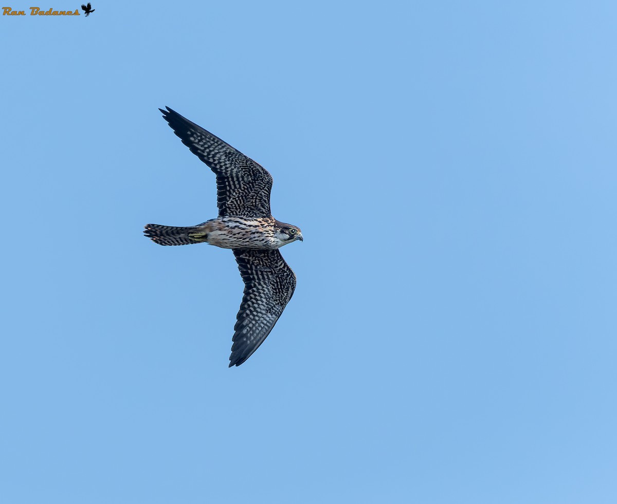 Eleonora's Falcon - ML466838791