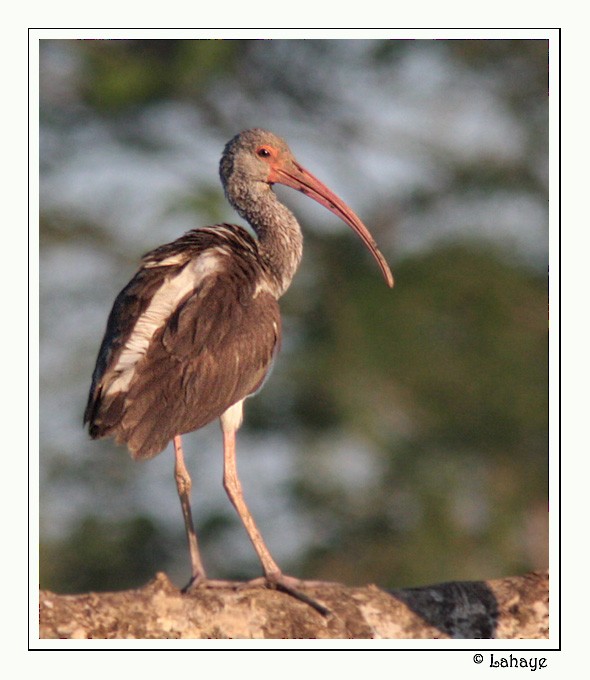 White Ibis - ML46683881