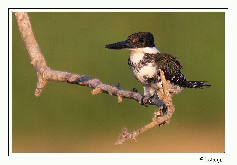 Green Kingfisher - ML46683901