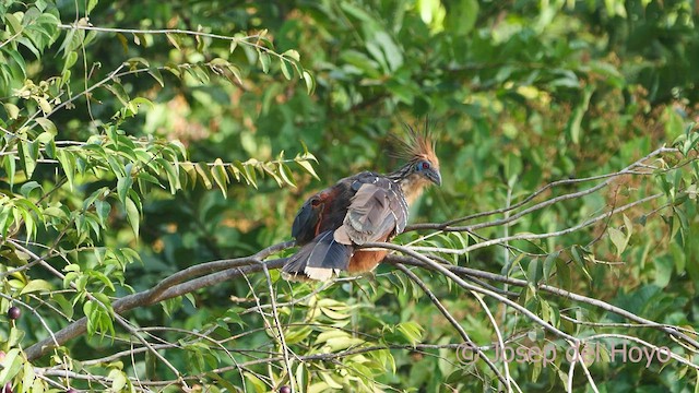 Hoatzin - ML466839761