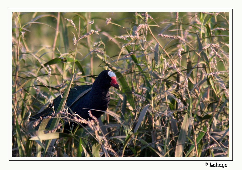 Purple Gallinule - ML46684071