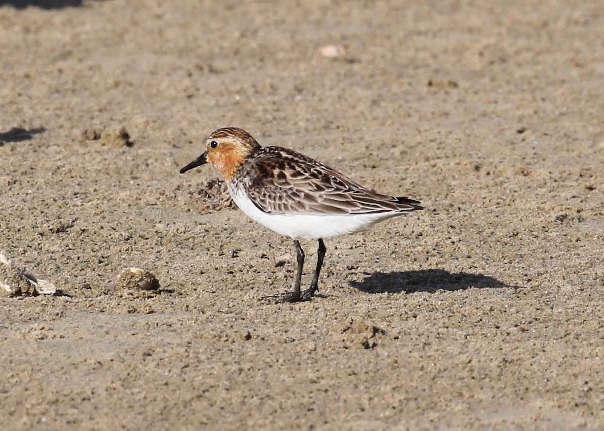 Red-necked Stint - ML466840821