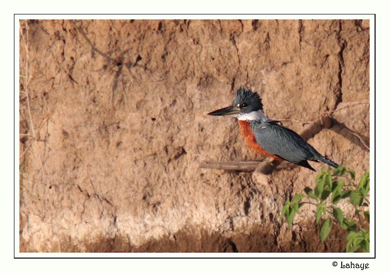 Ringed Kingfisher - ML46684131