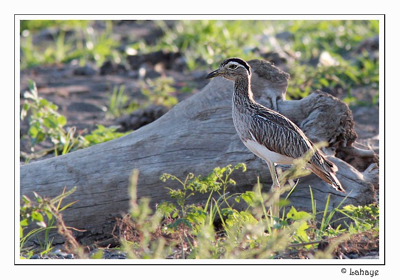 Double-striped Thick-knee - ML46684181