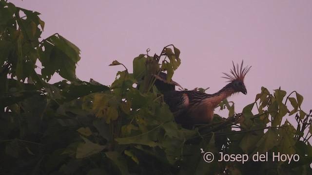 hoatzin - ML466842541