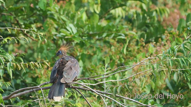 Hoatzin - ML466842851