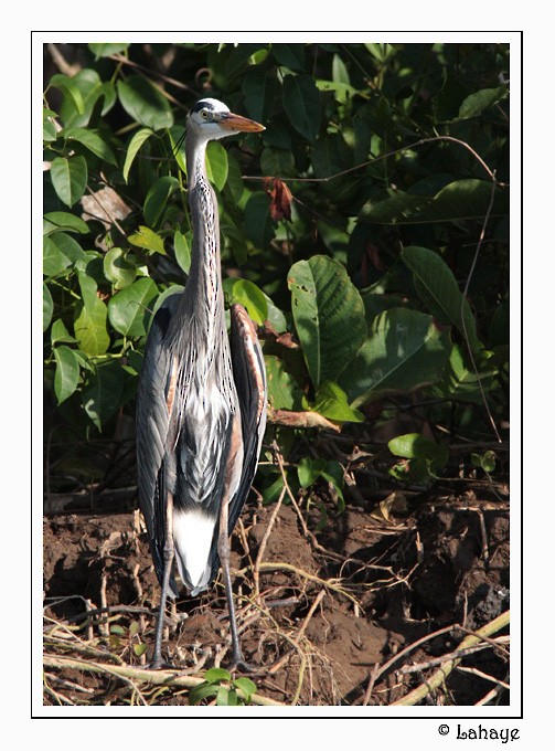 Great Blue Heron - ML46684321