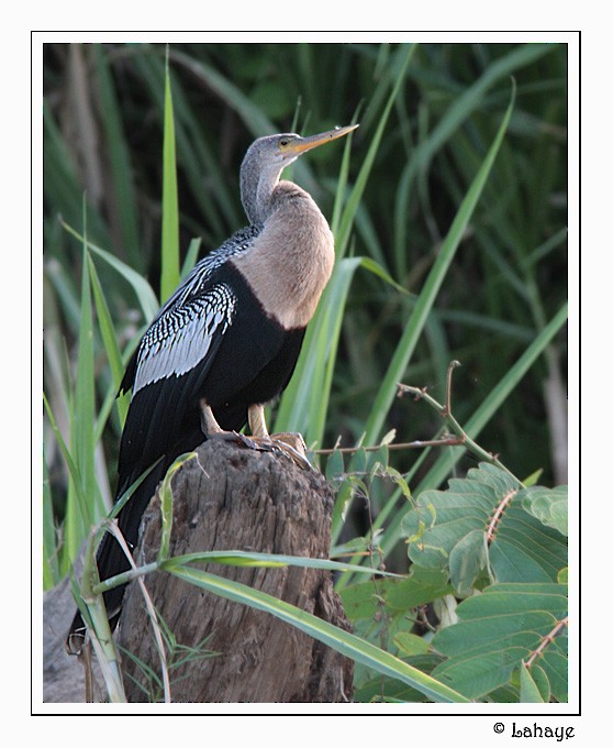 Anhinga Americana - ML46684391