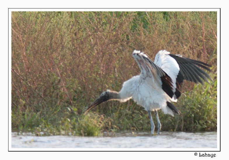 Wood Stork - ML46684481