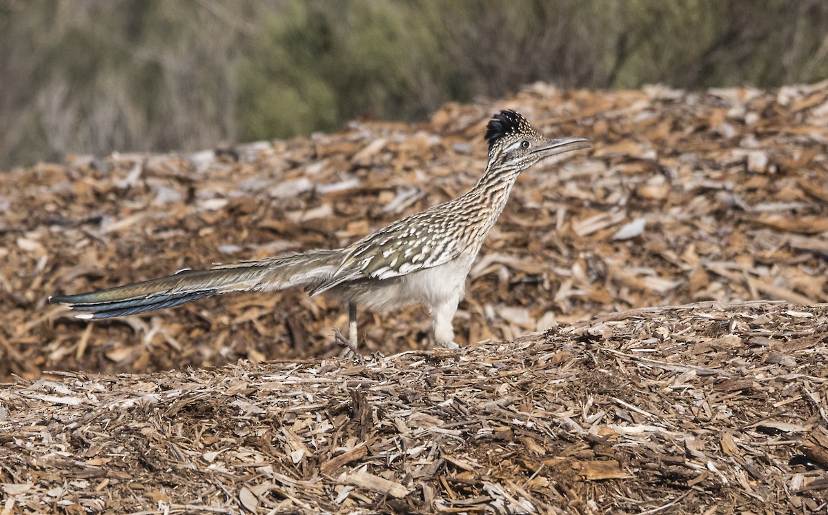 Greater Roadrunner - Terry  Hurst