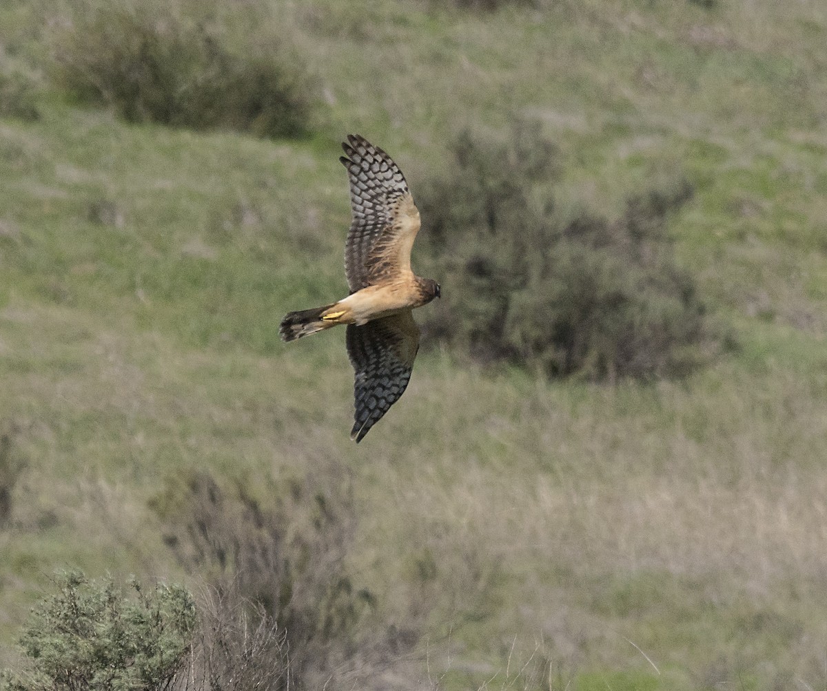 Northern Harrier - Terry  Hurst