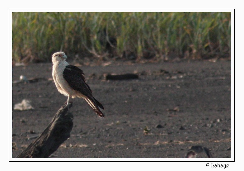 Caracara à tête jaune - ML46684741