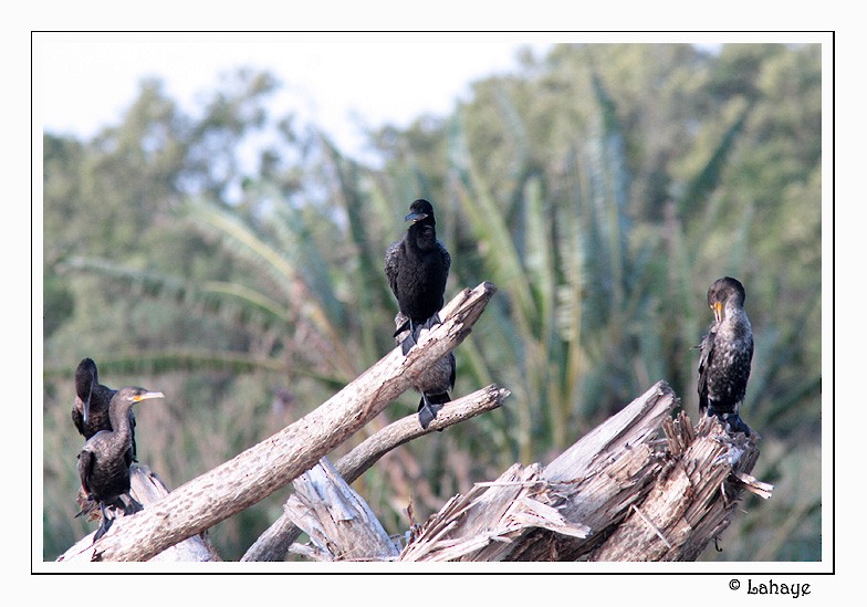 Neotropic Cormorant - ML46684851