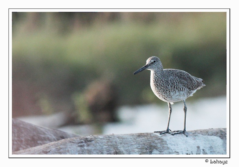 Willet - ML46684871