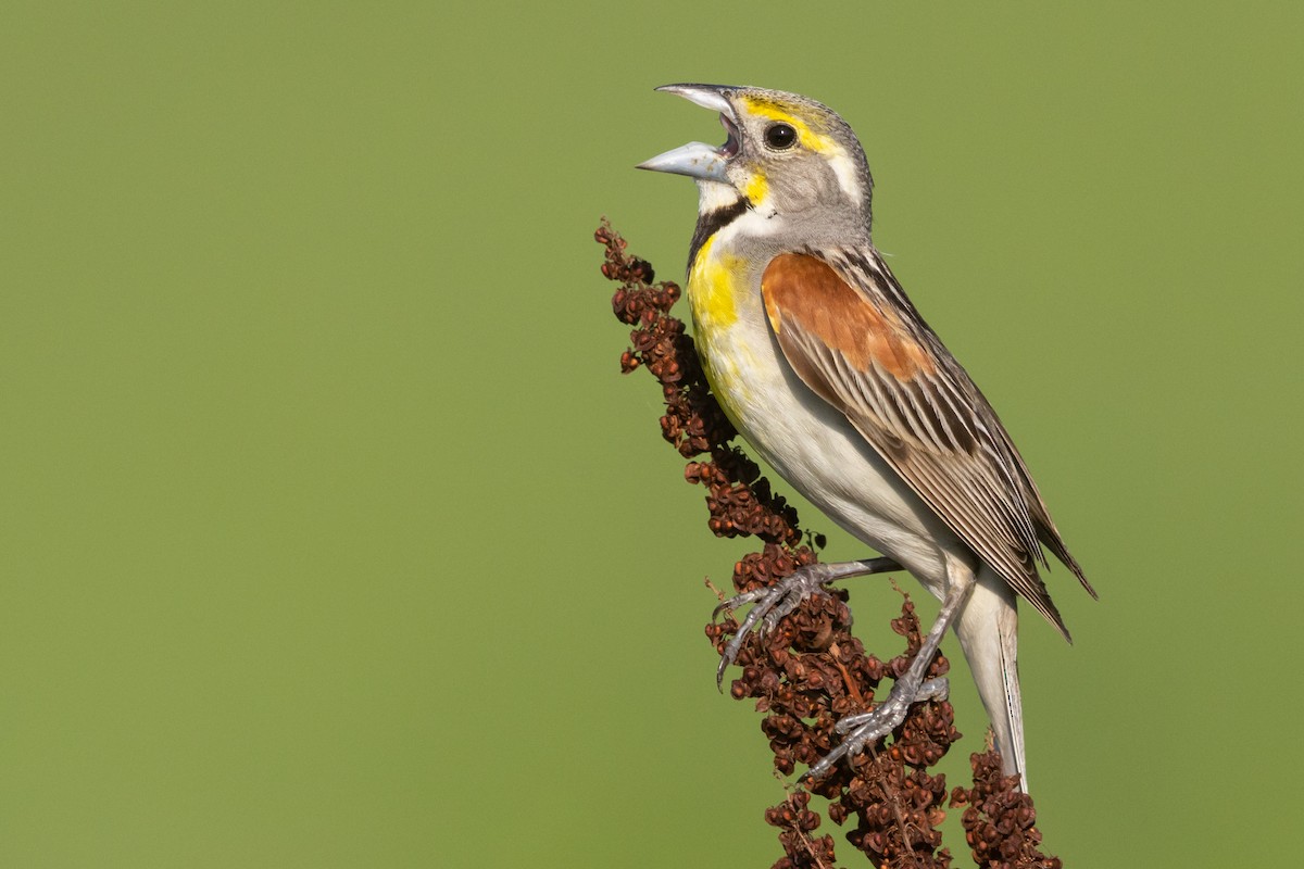 Dickcissel - ML466849491