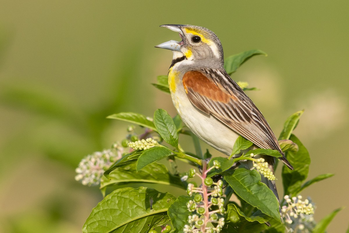 Dickcissel - Brad Imhoff