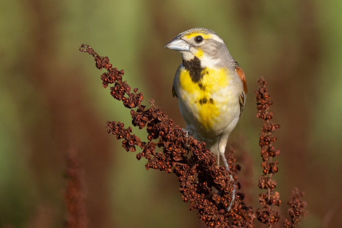 Dickcissel - ML466849541