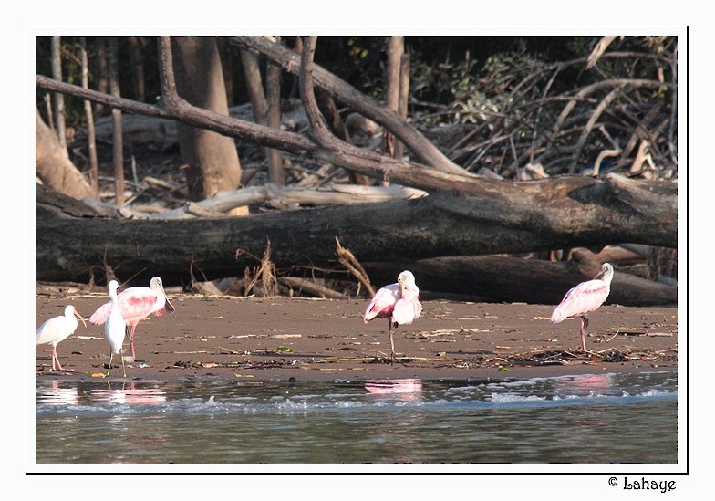 Roseate Spoonbill - CELINE LAHAYE