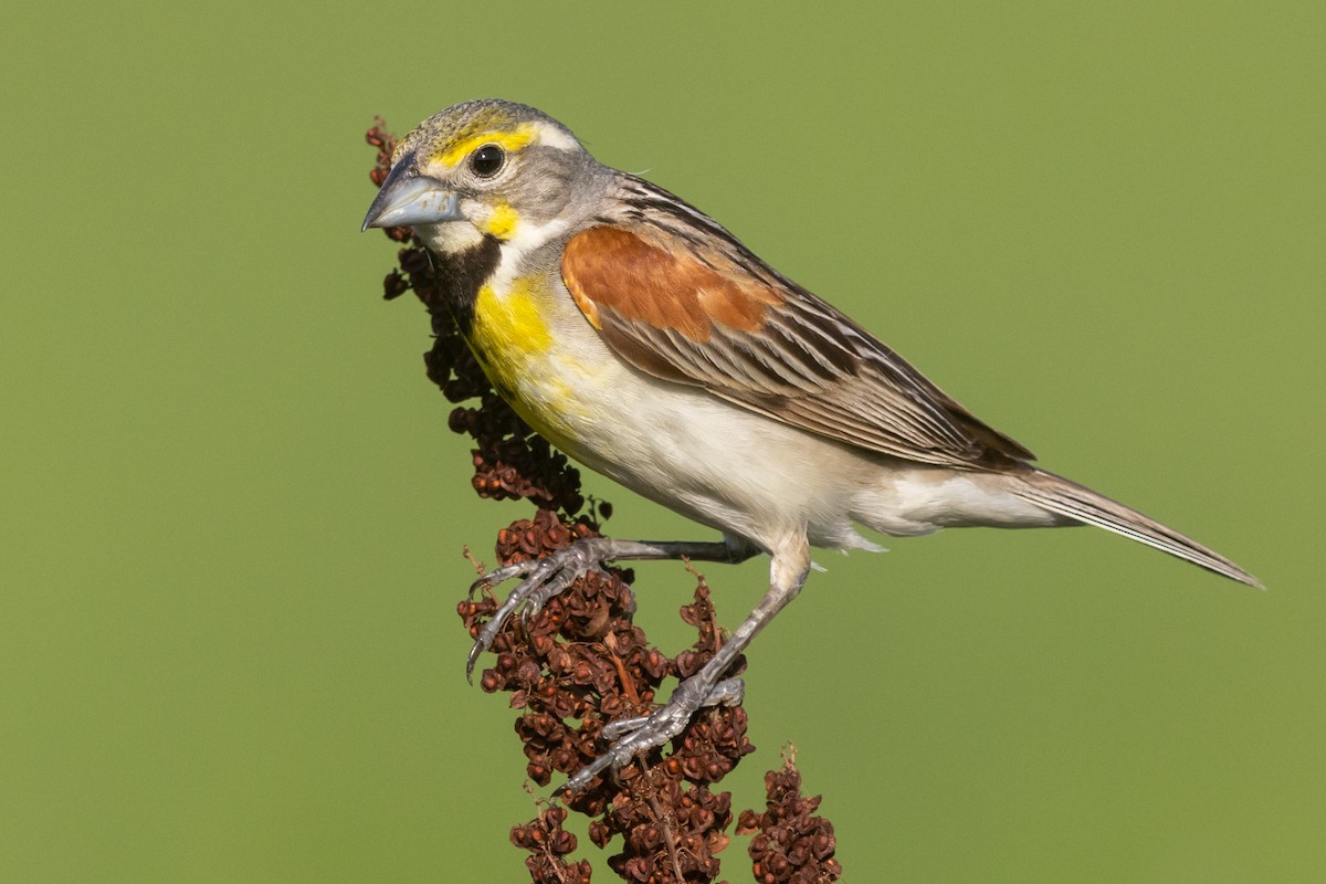 Dickcissel - ML466850111