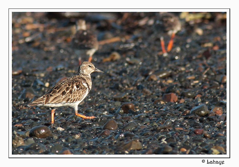 Ruddy Turnstone - ML46685101