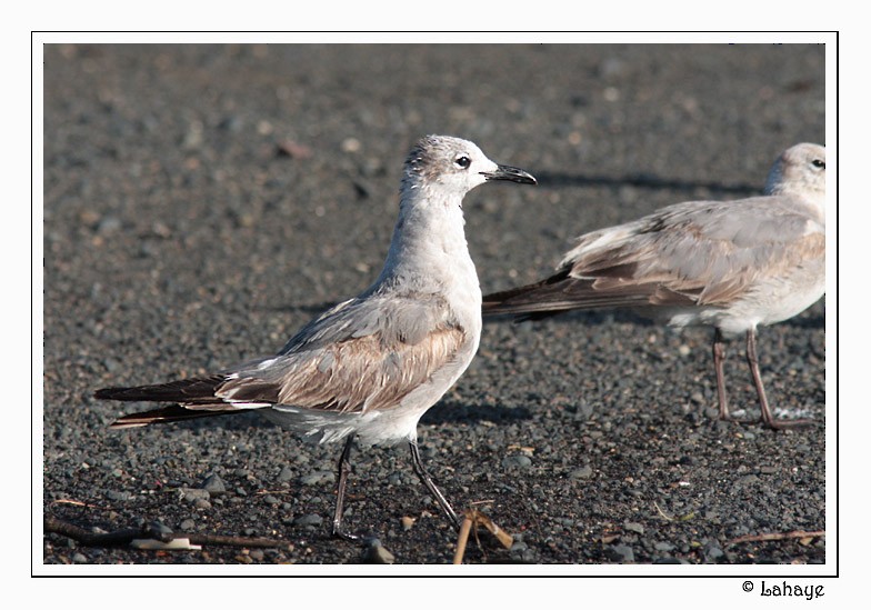 Gaviota Guanaguanare - ML46685121