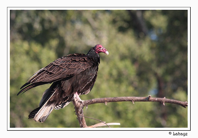 Urubu à tête rouge - ML46685171