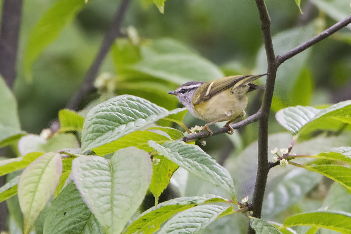 Ashy-throated Warbler - ML466851881