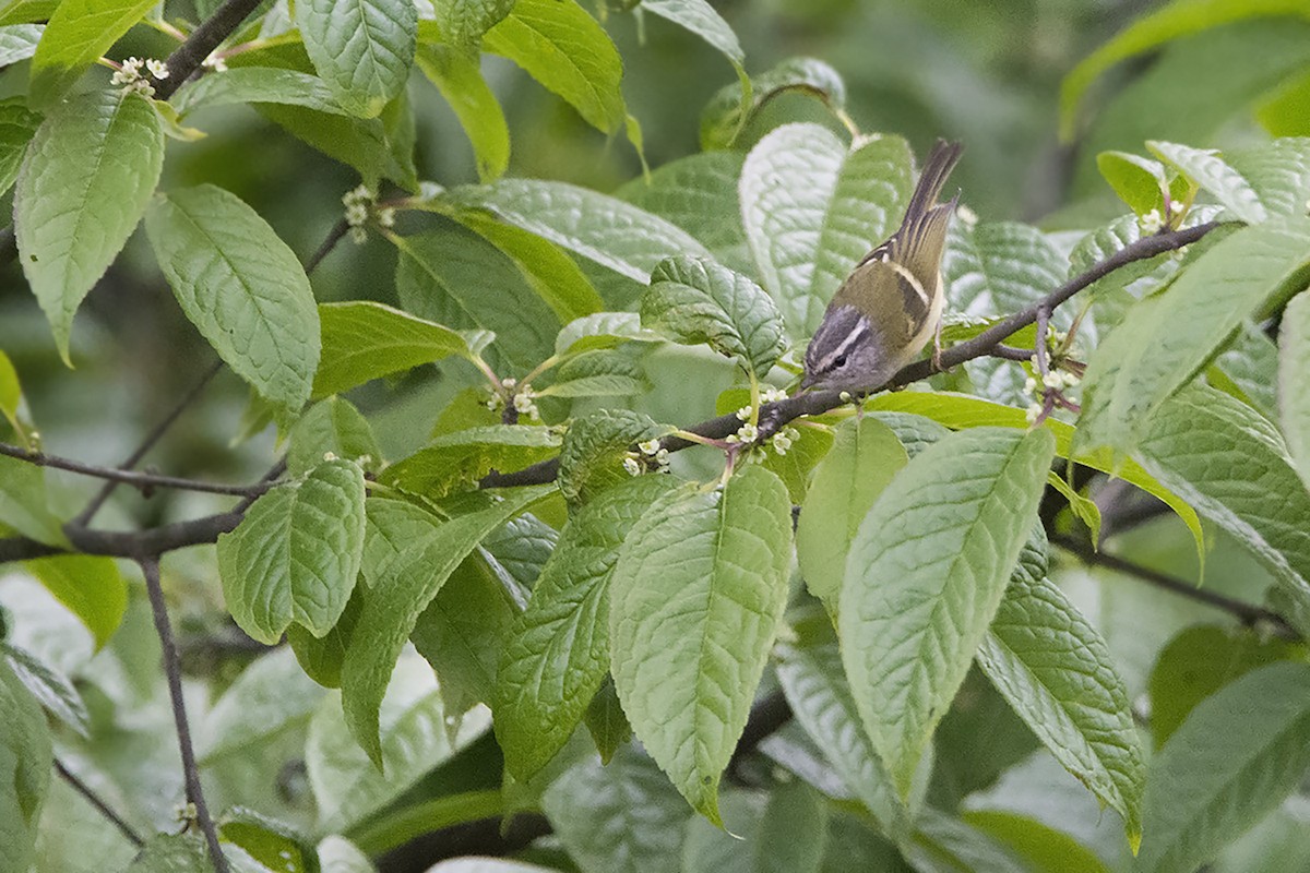 Mosquitero Gorjigrís - ML466851931