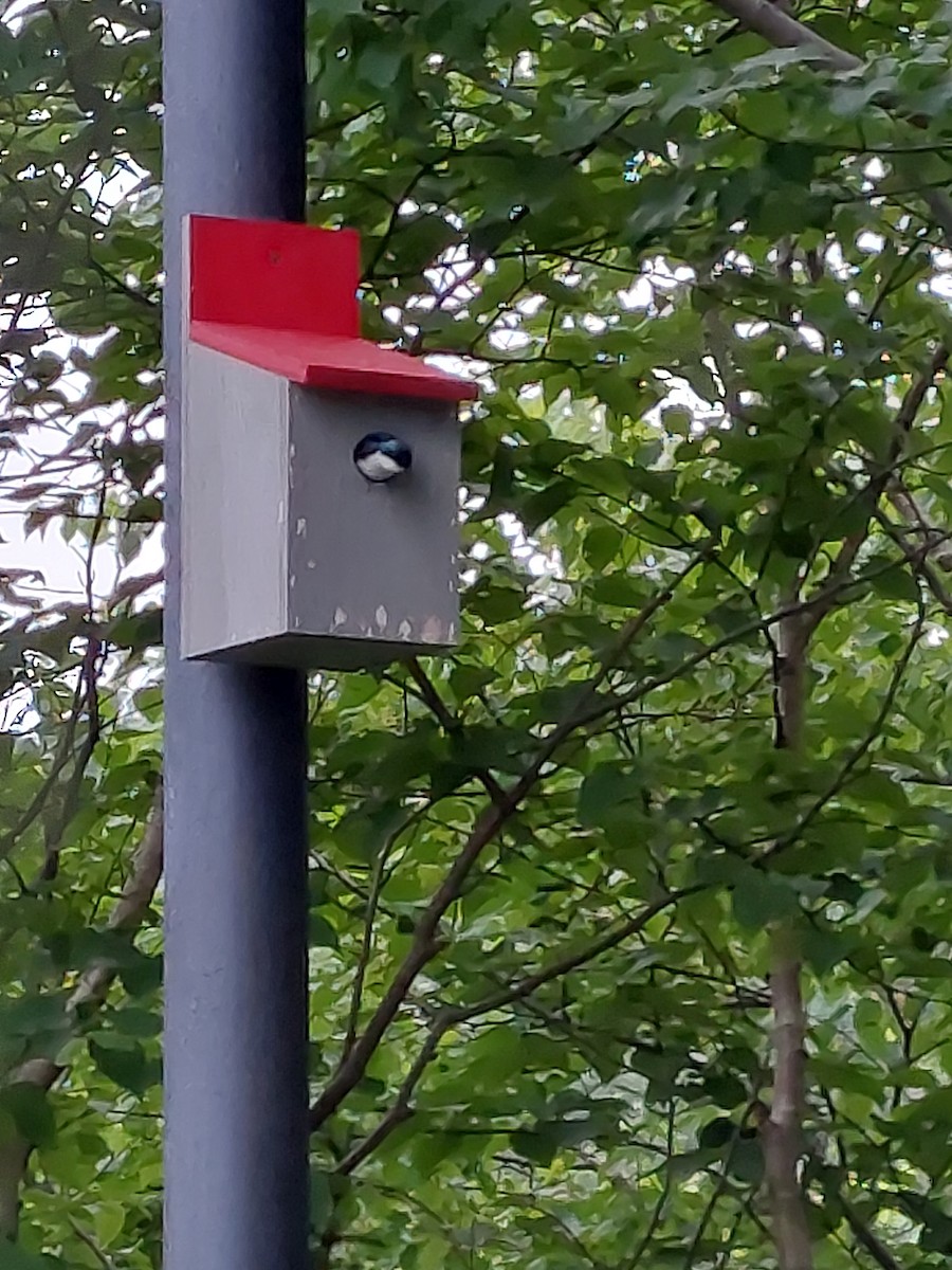 Tree Swallow - ML466851961